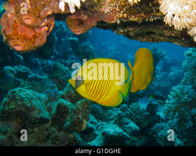 En vertu de la crevasse Golden Butterflyfishes de récifs coralliens. Banque D'Images