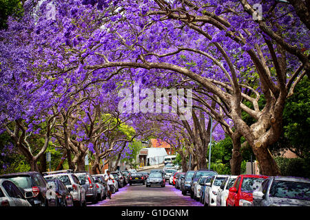 Une rue de banlieue est transformé par jacarandas en fleurs. Banque D'Images