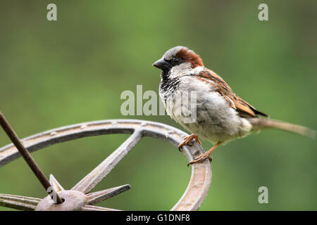 Mâle adulte moineau domestique (Passer domesticus), England, UK Banque D'Images