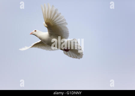 Colombe blanche ou pigeon en vol sur un fond de ciel bleu Banque D'Images