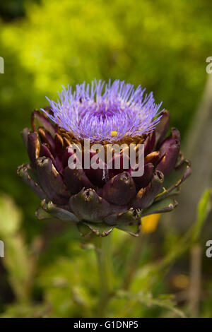 Cynara cardunculus fleur en fleur Banque D'Images