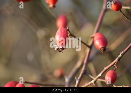 De nombreux chien d'églantier (rosa canina) dans la lumière du soleil. Banque D'Images