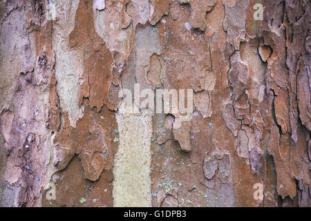 Écorce d'un avion à destination de Londres (Platanus x acerifolia) ressemblant à une oeuvre. Banque D'Images