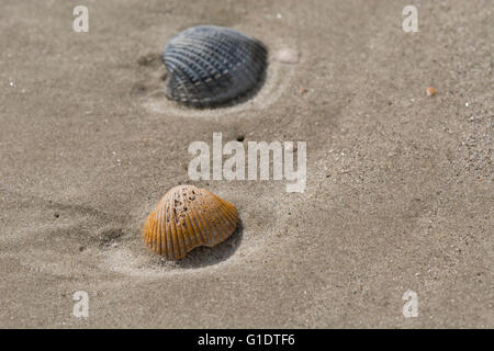 La Caroline du Sud, Daufuskie Island. Détail de la plage avec des coquillages. Banque D'Images