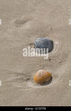 La Caroline du Sud, Daufuskie Island. Détail de plage avec coquillage. Banque D'Images