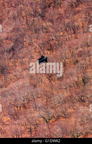 Europe, France, Haute Savoie, Rhone Alpes, Chamonix, cavalier base wingsuit Banque D'Images