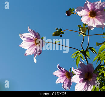 Arbre généalogique rose mauve le dahlia (Dahlia imperialis) sur la croissance rapide, feuillage tropical et d'épaisseur, bambou-comme tiges est exotique . Banque D'Images