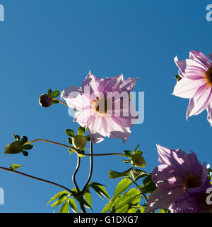 Arbre généalogique rose mauve le dahlia (Dahlia imperialis) sur la croissance rapide, feuillage tropical et d'épaisseur, bambou-comme tiges est exotique . Banque D'Images