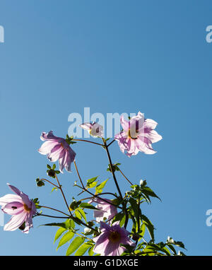 Arbre généalogique rose mauve le dahlia (Dahlia imperialis) sur la croissance rapide, feuillage tropical et d'épaisseur, bambou-comme tiges est exotique . Banque D'Images