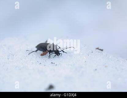 Carabus granulatus beetle dans la neige. Banque D'Images