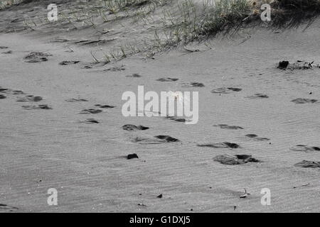 Les voies le long de la plage de Whatipu, Nouvelle-Zélande Banque D'Images