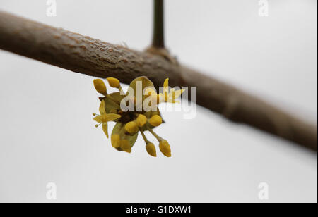 Cherry en cornaline (Cornus mas) la floraison au printemps. Banque D'Images