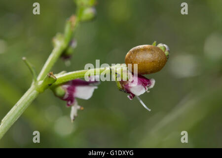 Détails Gros plan du charançon Scrofulariacées Scrofulaire noueuse scrophulariae/ sp. Cionus scrophulariae, nymphe oeuf (boîtier) attaché à une feuille scrofulariacées. Banque D'Images