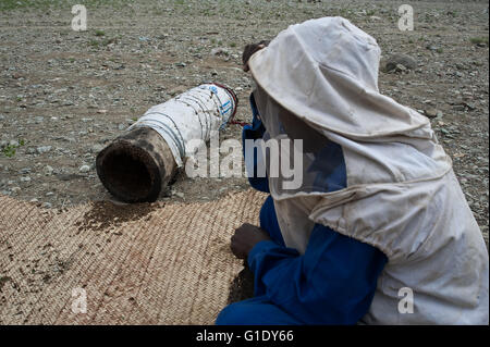 La récolte du miel de l'apiculteur. La ruche est le tronc de l'arbre. ( Ethiopie) Banque D'Images