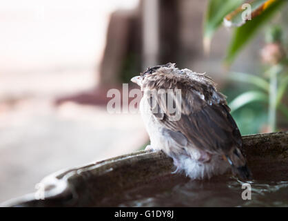 Close up of a young Sparrow, à la fontaine, stock photo Banque D'Images