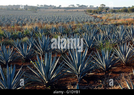Les champs d'Agave autour d'El Arenal, Jalisco, Mexique. Banque D'Images