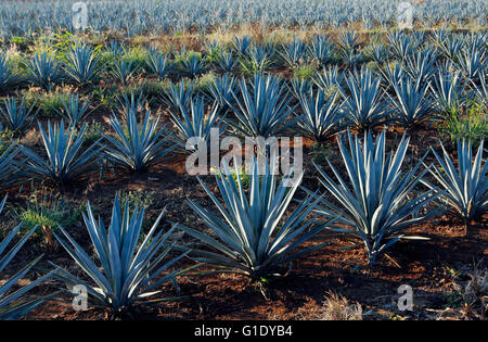 Les champs d'Agave autour d'El Arenal, Jalisco, Mexique. Banque D'Images