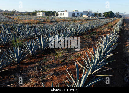 Les champs d'Agave autour d'El Arenal, Jalisco, Mexique. Banque D'Images