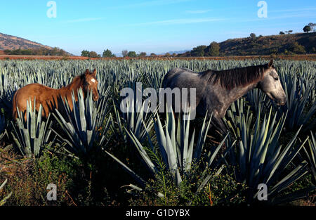 Les champs d'Agave autour de près de El Arenal, Jalisco, Mexique. Banque D'Images