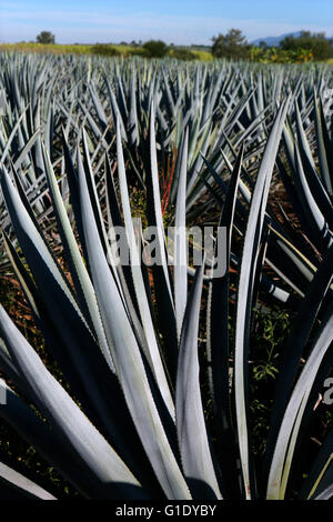 Les champs d'Agave autour de près de El Arenal, Jalisco, Mexique. Banque D'Images