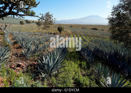 Les champs d'Agave autour de près de San Juanito Escobedo, Jalisco, Mexique. Banque D'Images