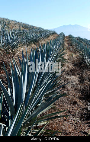 Les champs d'Agave autour de près de San Juanito Escobedo, Jalisco, Mexique. Banque D'Images