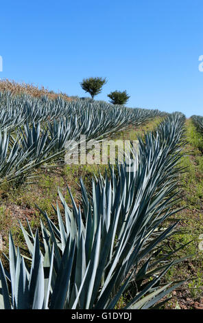 Les champs d'Agave autour de près de San Juanito Escobedo, Jalisco, Mexique. Banque D'Images