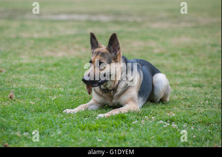 German Shepard chien avec cône de pin dans la bouche du park Banque D'Images