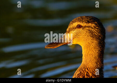 Poule femelle Canard colvert Anas platyrhynchos Profil de la tête et du cou avec lumière naturelle du coucher face éclairante Banque D'Images