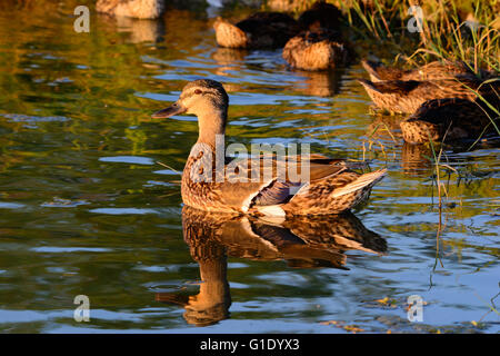 Poule femelle Canard colvert Anas platyrhynchos avec piscine à proximité d'alimentation canetons Banque D'Images