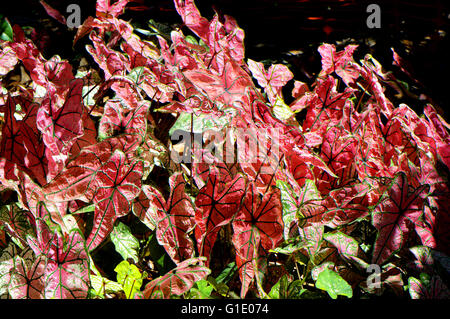 Feuillage d'ailes d'ange nom Latin Caladium bicolor Rosebud Banque D'Images