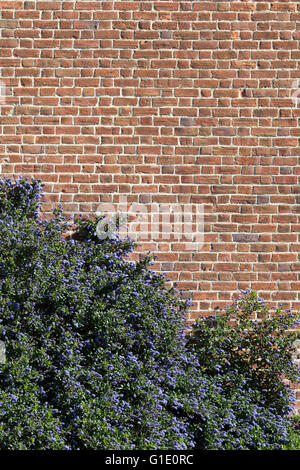 Ceanothus concha floraison bush contre un mur de brique Banque D'Images