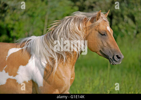 Close up de belle peinture Palomino Stallion tournant dans le pré Banque D'Images