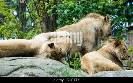 Les lions mâles profiter d'une journée à la Woodland Park Zoo de Seattle Banque D'Images