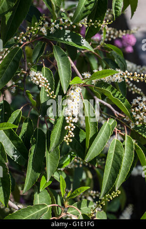 Prunus lusitanica Banque D'Images