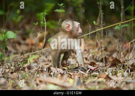 Khao Yai macaque à queue de cochon Banque D'Images