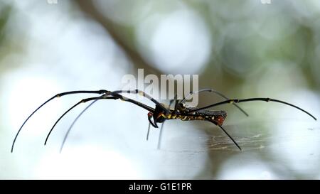 Golden web spider. Globe Doré géant weaver. Nephila pilipes Banque D'Images