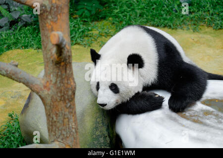 Panda se reposant sur la pierre blanche Banque D'Images