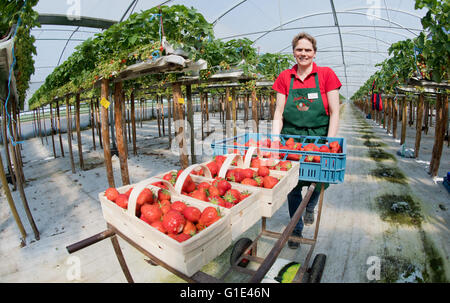 Hanovre, Allemagne. 13 mai, 2016. Marion Meyer la cueillette des fraises dans une maison verte sur sa ferme en Otze près de Burgdorf dans la région de Hanovre, Allemagne, 13 mai 2016. Plus de 25 000 plants de fraisier se développent sur de vieux rails de guidage sur les poteaux, permettant un retour de l'environnement de la récolte. PHOTO : JULIAN STRATENSCHULTE/dpa/Alamy Live News Banque D'Images