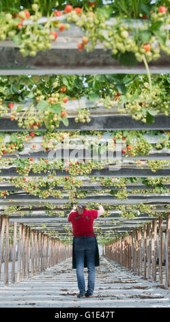 Hanovre, Allemagne. 13 mai, 2016. Marion Meyer la cueillette des fraises dans une maison verte sur sa ferme en Otze près de Burgdorf dans la région de Hanovre, Allemagne, 13 mai 2016. Plus de 25 000 plants de fraisier se développent sur de vieux rails de guidage sur les poteaux, permettant un retour de l'environnement de la récolte. PHOTO : JULIAN STRATENSCHULTE/dpa/Alamy Live News Banque D'Images