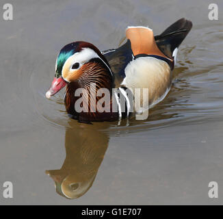 Castle Espie, Irlande du Nord, Royaume-Uni. 13 mai 2016 loin de la foule des mouettes noires sur le site de reproduction, ce Canard Mandarin a été tout à fait content en météo radieuse au WWT Castle Espie Centre d'éducation aux zones humides. David Hunter/WWT Castle Espie/Alamy Live News. Banque D'Images