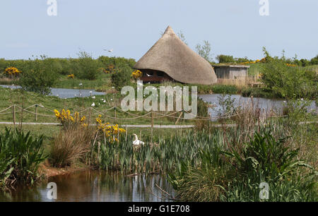 Castle Espie, Irlande du Nord, Royaume-Uni. 13 mai 2016 mouettes noir et d'un cygne muet sur les nids au WWT Castle Espie Centre d'éducation aux zones humides. David Hunter/WWT Castle Espie/Alamy Live News. Banque D'Images