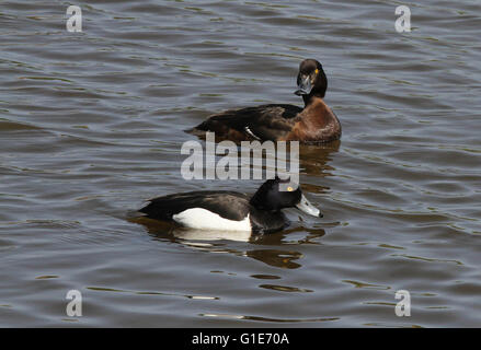 Castle Espie, Irlande du Nord, Royaume-Uni. 13 mai 2016 à touffeter canards au WWT Castle Espie Centre d'éducation aux zones humides. David Hunter/WWT Castle Espie/Alamy Live News. Banque D'Images