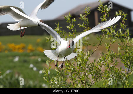 Castle Espie, Irlande du Nord, Royaume-Uni. Le 13 mai 2016. Les goélands à tête noire dans l'humeur de protection au WWT Castle Espie Centre d'éducation aux zones humides. David Hunter/WWT Castle Espie/Alamy Live News. Banque D'Images