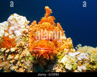 Tassled Scorpionfish en attente de ses proies sur le rocher sous l'eau. Banque D'Images