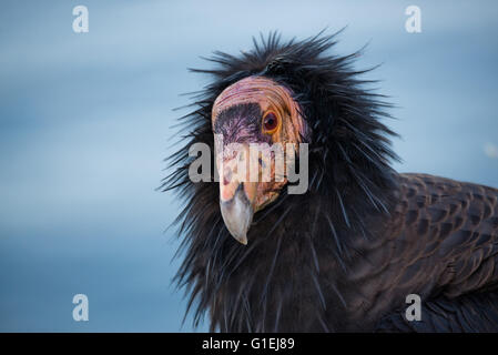 Un portrait d'un condor de Californie Gymnogyps californianus dans Big Sur Californie Banque D'Images