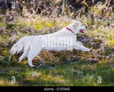 Golden Retriever de couleur platine s'exécutant sur pâturage ranch Banque D'Images