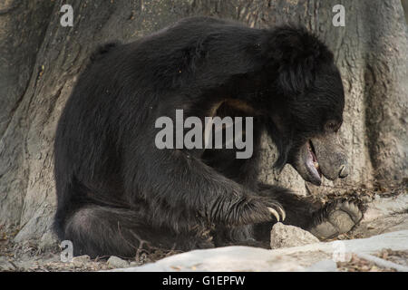 Loth ours, Melursus ursinus, Ursidae, Asie Banque D'Images