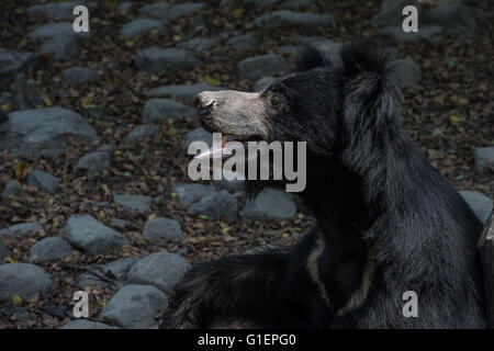 Loth ours, Melursus ursinus, Ursidae, Asie Banque D'Images