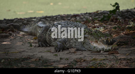 Marsh crocodile, Crocodylus palustris, Crocodylidae, Asie Banque D'Images